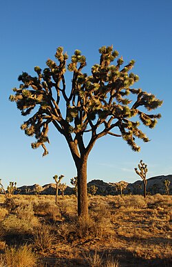 The Joshua tree (Yucca brevifolia) is endemic to the Mojave Desert.[12]