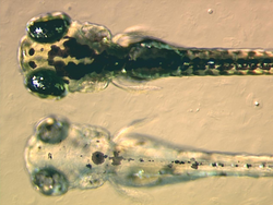 At the bottom a mutant zebrafish larva that fails to synthesise melanin in its melanophores, at the top a non-mutant, wildtype larva