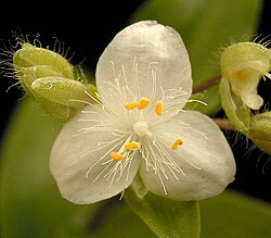 Tradescantia fluminensis (subg. Austrotradescantia)