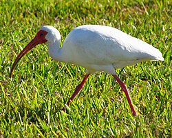 American white ibis