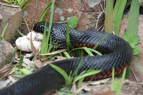 Red-bellied black snake eating green tree snake eggs