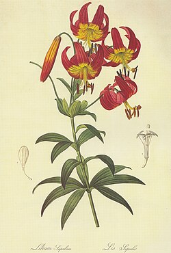 Whorled leaf pattern of the American tiger lily