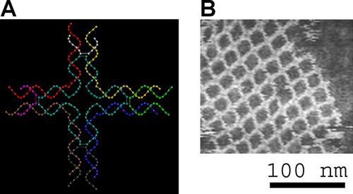 The DNA structure at left (schematic shown) will self-assemble into the structure visualized by atomic force microscopy at right. DNA nanotechnology is the field that seeks to design nanoscale structures using the molecular recognition properties of DNA molecules.[171]