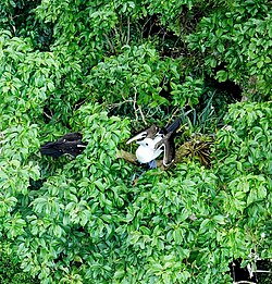 Abbott's booby fledgling still get fed by their parents several months after being able to fly and stay in the same tree, mostly even on the same branch, where the nest was situated.