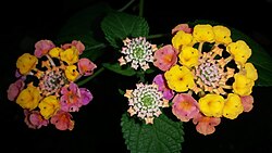 Multi-color Lantana flower