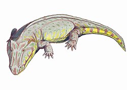 Edops (an early temnospondyl, Late Carboniferous - Early Permian)