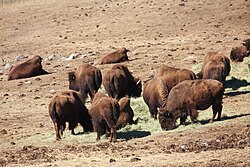 Herd of American bison at Genesee Park
