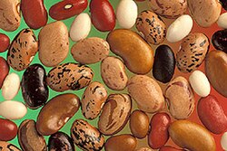 The common bean is native to Mexico and Central America and later began to be cultivated in South America.