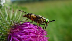 Tabanid fly on a thistle flower