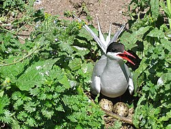 The Arctic tern migrates the greatest distance of any bird.