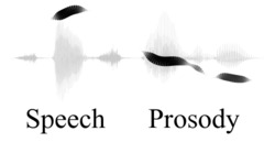 Visualization of the prosody of a male voice saying "speech prosody": pitch in ribbon height, and periodic energy in ribbon width and darkness.