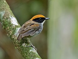 Black-cheeked gnateater