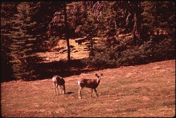 Kaibab deer from the DOCUMERICA series, a program sponsored by the Environmental Protection Agency to photograph subjects of American environmental concern during the 1970s, May 1972 image