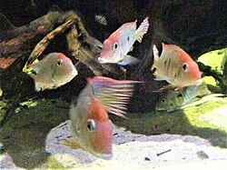 Geophagus pyrocephalus known only from the lower Tapajós basin[16]