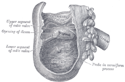 Cecum and beginning of ascending colon