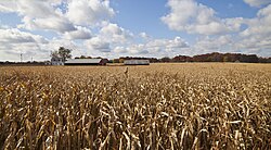 Indiana is the fifth largest corn-producing state in the U.S., with over a billion bushels harvested in 2013.[213]