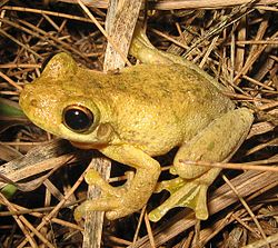Tyler's tree frog (Litoria tyleri) has large toe pads and webbed feet.