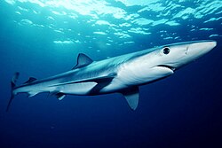 A blue shark, the model and namesake of Blåhaj