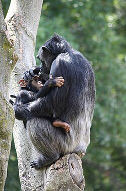 A chimpanzee mother and baby