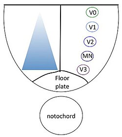 Shh secreted from the floor plate creates a gradient along the ventral neural tube. Shh functions in a concentration-dependent manner to specify ventral neuronal fates. V0-V3 represent four different classes of ventral interneurons, and MN indicates motor neurons.
