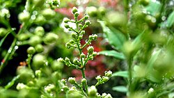 Flower buds repel rainwater