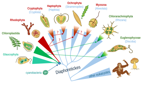 Plastid acquisitions across eukaryotes, shown in discontinuous arrows: blue for the primary plastids derived directly from a cyanobacterium, and red and green for the secondary plastids derived from red algae and green algae, respectively. Red arrows are placed according to the 2024 hypothesis;[126] disagreements with previous hypotheses are marked '?'.[127]