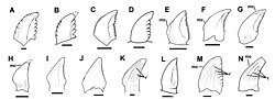 Comparison of troodontid teeth; A is the T. formosus holotype