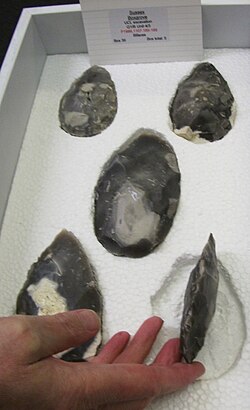 Examples of ovate handaxes from the Boxgrove site in England