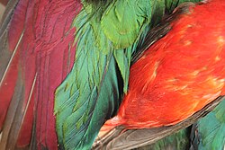 Colors resulting from different feather pigmentsLeft: turacin (red) and turacoverdin (green, with some structural blue iridescence at lower end) on the wing of Tauraco bannermaniRight: carotenoids (red) and melanins (dark) on belly/wings of Ramphocelus bresilius