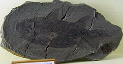 Impression fossil of the diplacanthid Rhadinacanthus longispinus, at the Museum für Naturkunde, Berlin