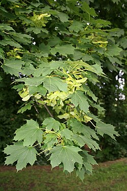 Foliage and fruits; the fruit are an important characteristic for identification of this species.