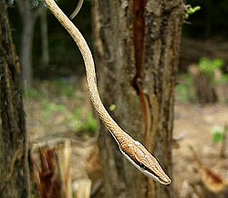 Mexican vine snake, Oxybelis aeneus, conceals its eye with a coincident dark stripe, contrasting with its pale underside.
