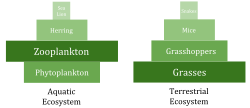 Biomass pyramidsCompared to terrestrial biomass pyramids, aquatic pyramids are inverted at the base