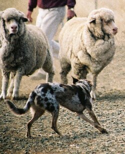 A Koolie dog working with sheep