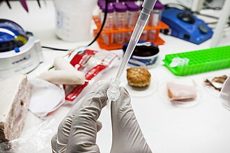 Barcoding is a tool to vouch for food quality. Here, DNA from traditional Norwegian Christmas food is extracted at the molecular systematic lab at NTNU University Museum.