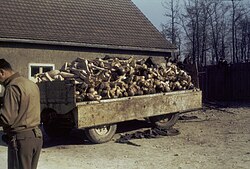 A wagon piled high with corpses outside the crematorium in Buchenwald concentration camp
