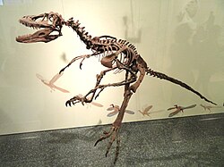 Reconstructed skeleton of specimen AMNH 3015, with outdated hand posture