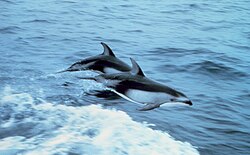 Pacific white-sided dolphins porpoising.