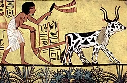 Painting of an ox-drawn plough, accompanied by script, Egypt, c. 1200 BCE