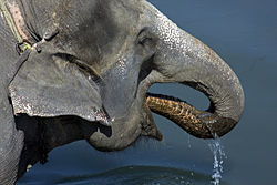 Asian elephant drinking water with trunk