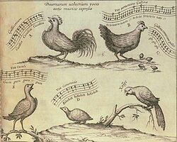 Songs of cockerel, chicken, cuckoo, and quail (and the speech of a parrot[a]) in Athanasius Kircher's 1650 Musurgia Universalis