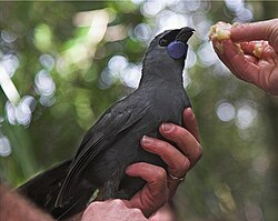 A kōkako about to be released in the Hunua Ranges near Auckland