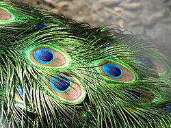 The brilliant iridescent colours of the peacock's tail feathers are created by Structural coloration.