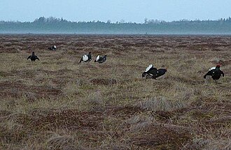 In black grouse, leks are composed of brothers and half-brothers, suggesting a kin selection mechanism.