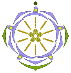 Floral diagram of Aquilegia vulgaris flower morphology