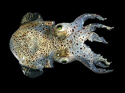 Atlantic bobtail (Sepiola atlantica)