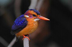African pygmy kingfisher, showing coloration shared by all adults of that species to a high degree of fidelity.[15]