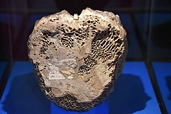 Type specimen (AMNH 3982) of Manospondylus gigas