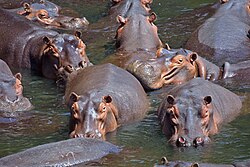 A hippopotamus