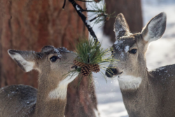 Mule deer investigating some pinecones.